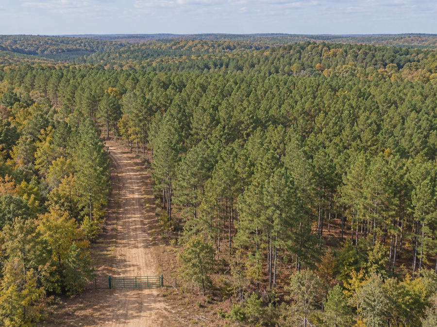 Open Range Nacogdoches Woodland Tract [Demo] — image 1