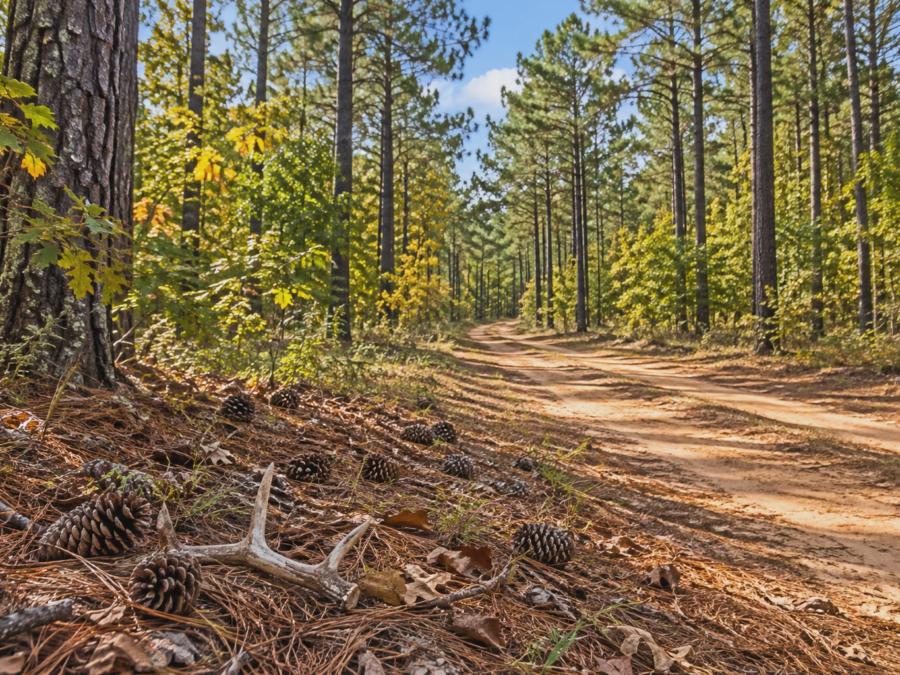 Morning Range Titus Woodland [Demo] — image 1