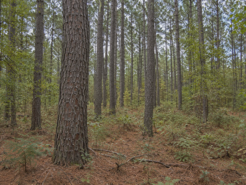 Hearth Houston Recreation Tract [Demo]
