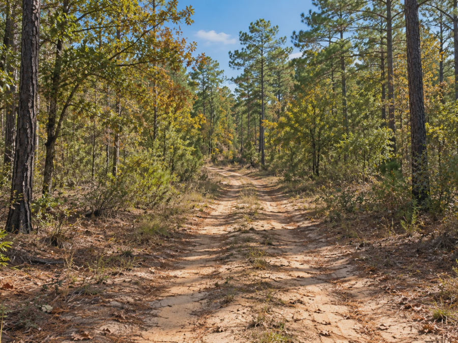 Sandy Creek Pines [Demo] — image 1