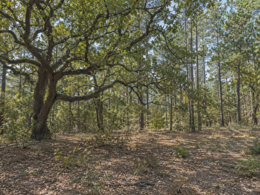 Amber Bastrop Woodland Tract [Demo] — image 1