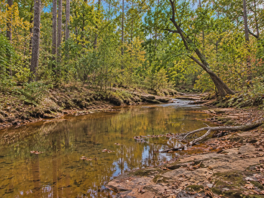North Lantern Newton Woodland [Demo] — image 1